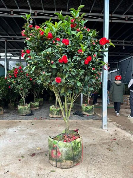 Cây trà tứ quý thân gỗ cao, mang vẻ đẹp sang trọng cho không gian sống.