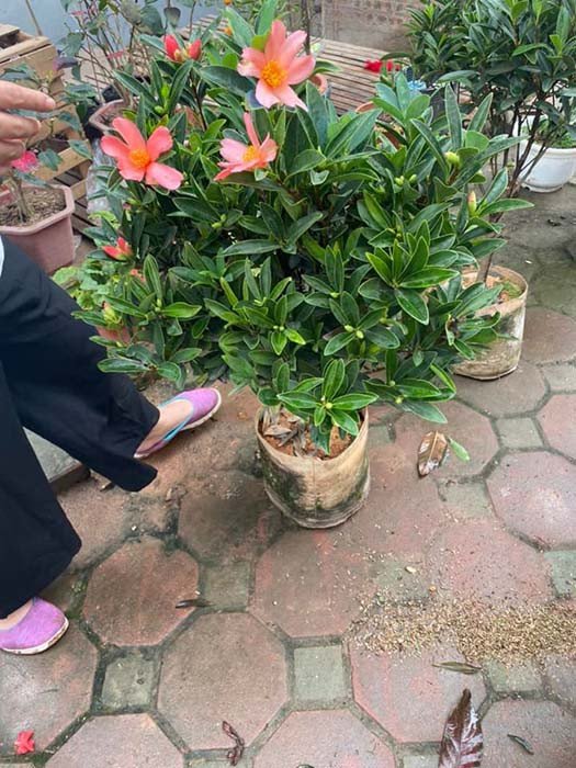 Cây trà tứ quý với cánh hoa đơn giản mà tinh tế, phù hợp cho người yêu thích sự thanh tịnh.