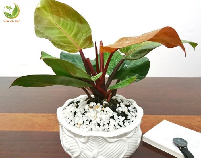 Cây trầu bà đế vương đỏ phát triển tốt dưới ánh sáng phù hợp, lá xanh tươi