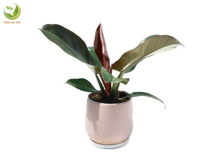Cây trầu bà đế vương đỏ tượng trưng cho quyền uy, may mắn trong phong thủy