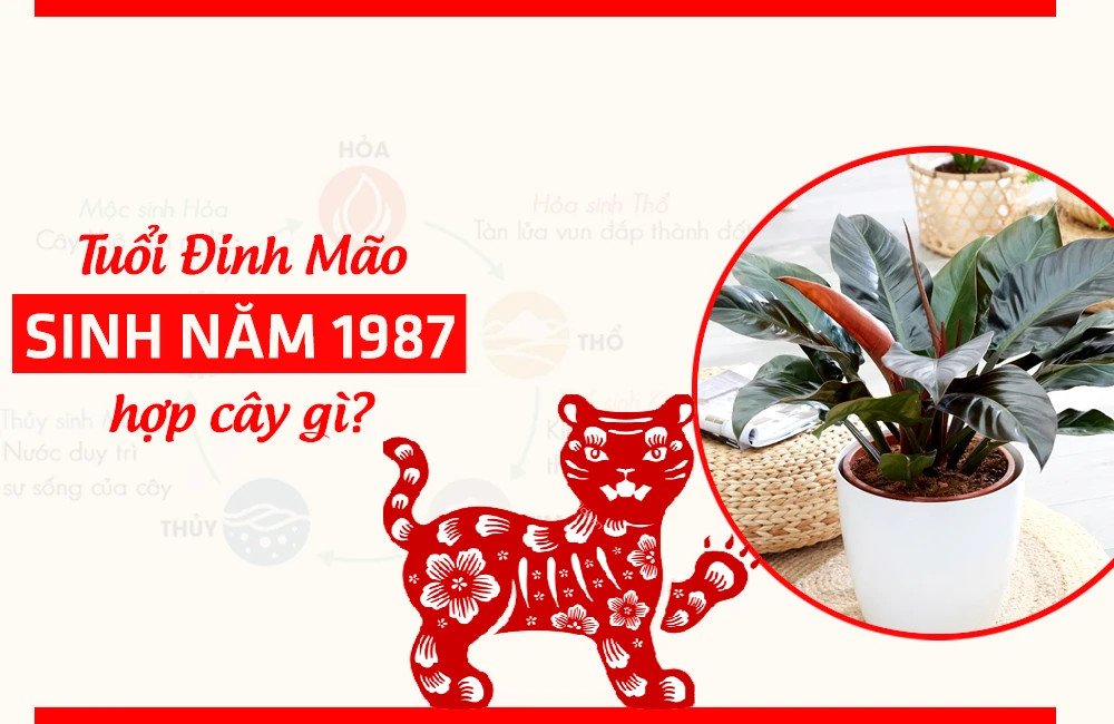 Cây Trầu Bà Đế Vương Đỏ với lá to, sắc đỏ mạnh mẽ, thu hút tài lộc cho người mệnh Hỏa
