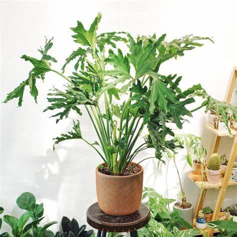 Cây trầu bà lá xẻ mang ý nghĩa trường tồn, may mắn trong phong thủy