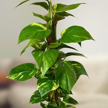 Cây trầu bà xanh tươi trong chậu thủy tinh, rễ cây phát triển mạnh mẽ