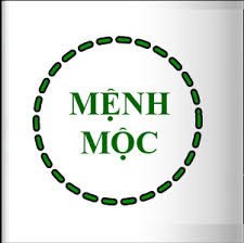 Cây trúc nhật xanh tốt trong chậu, biểu tượng phong thủy cho người mệnh Mộc mang lại may mắn và tài lộc
