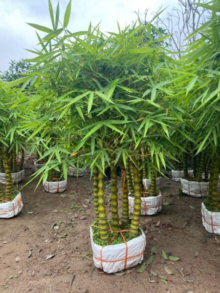 Cây trúc Phật Bà dáng cao 1 mét trang trí không gian sống.