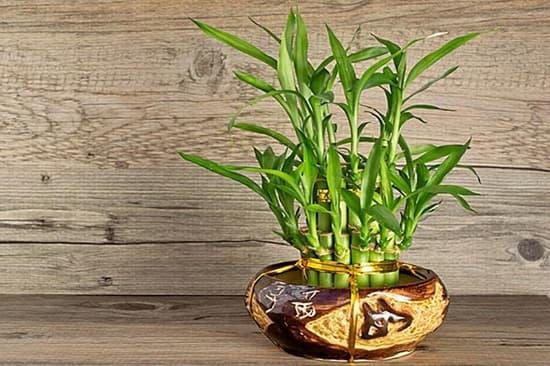 Cây trúc phát tài mang ý nghĩa phong thủy tốt lành cho gia chủ