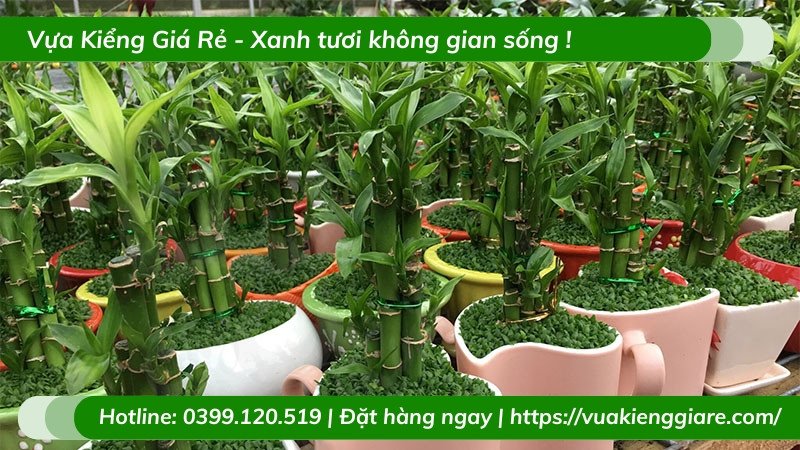 Cây trúc phú quý hợp mệnh mang lại thịnh vượng
