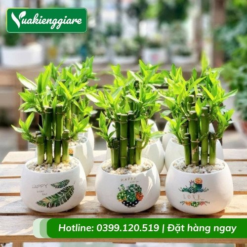 Cây trúc phú quý trang trí bàn thờ gia tiên linh thiêng