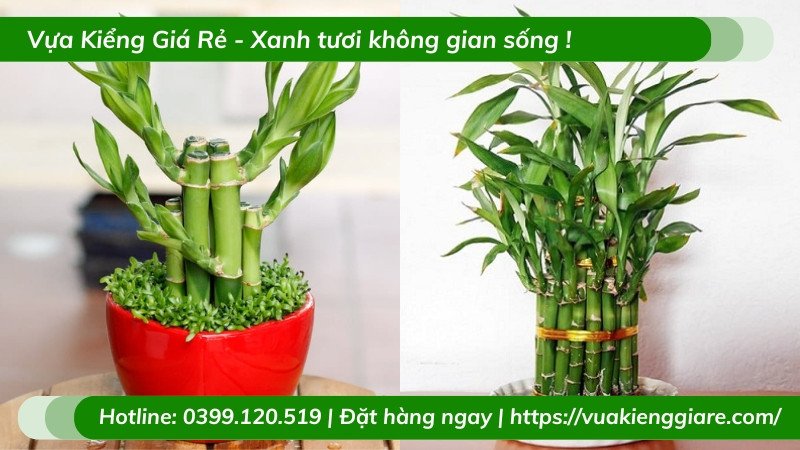 Cây trúc phú quý xanh tốt mang lại may mắn phong thủy