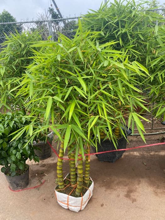 Cây trúc Quan Âm sinh trưởng tốt tại vườn, thích hợp phong thủy.