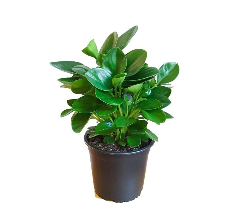 Cây Trường Sinh mang lại sức khỏe và năng lượng tích cực