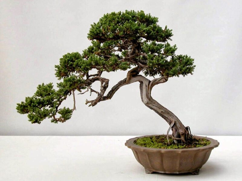 Cây tùng bồng lai bonsai với dáng thế đẹp mắt, biểu tượng của sự kiên cường và thịnh vượng