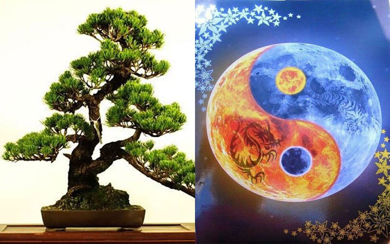 Cây tùng hợp mệnh gì, đặc biệt phù hợp với người mệnh Kim
