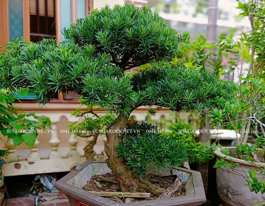 Cây tùng la hán hợp mệnh gì trong việc trang trí