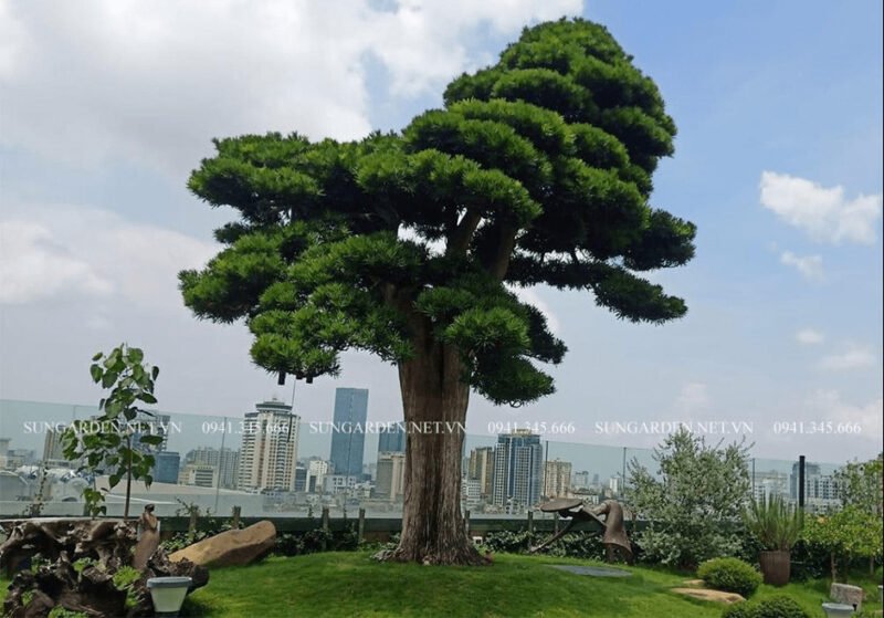 Cây tùng la hán hợp mệnh gì và hình dáng của cây
