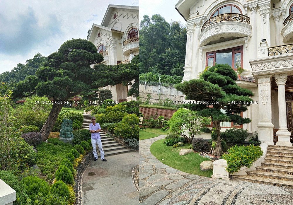 Cây tùng la hán hợp mệnh gì và sự phồn thịnh