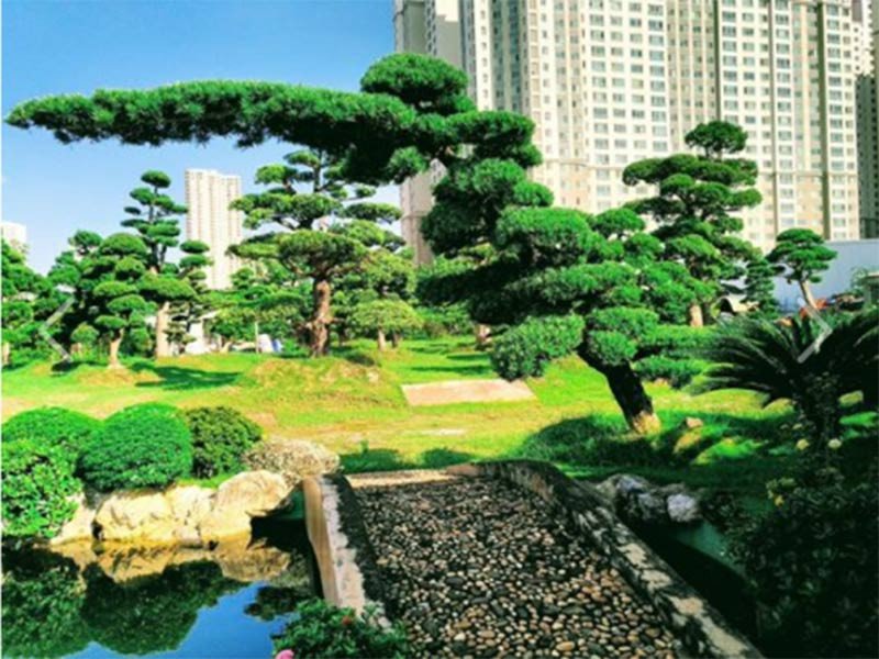 Cây Tùng La Hán phù hợp với người mệnh Kim và mệnh Thủy mang lại may mắn, tài lộc