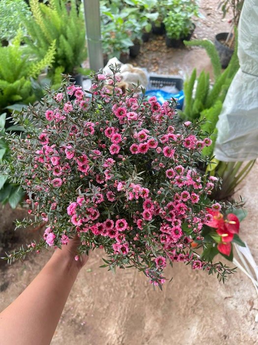 Cây tùng tuyết mai hợp mệnh gì và những người tuổi nào nên trồng để gia tăng vượng khí, thuận lợi trong công việc