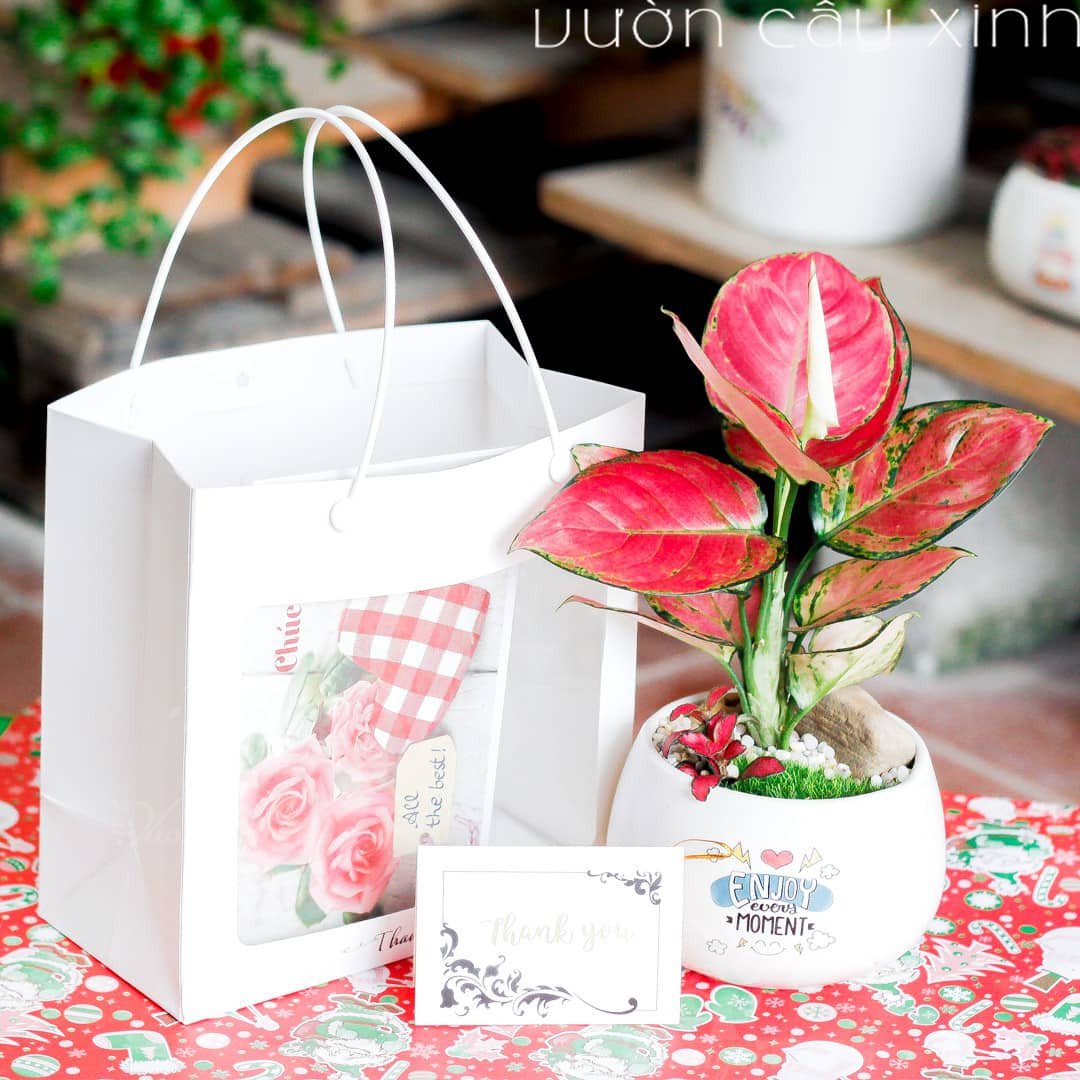 Cây Vạn Lộc đỏ trên bàn làm việc, biểu tượng của sự may mắn dồi dào cho tuổi Mão 1987