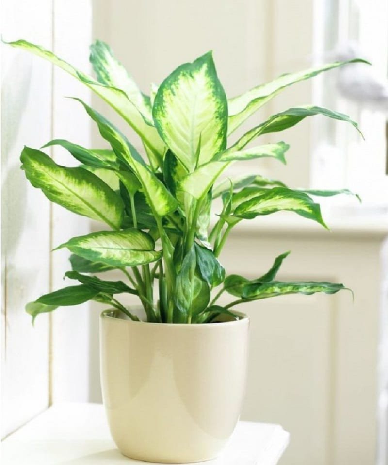 Cây Vạn Niên Thanh biểu tượng của sự sung túc