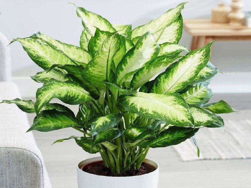 Cây Vạn Niên Thanh lá xanh gân trắng trang trí nội thất mang lại tài lộc