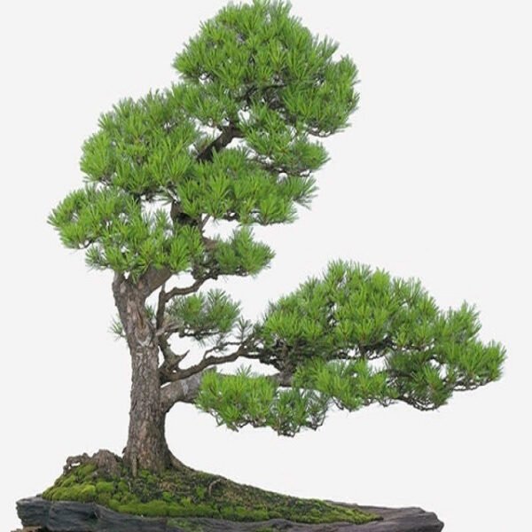 Cây vạn niên tùng xanh tốt, kiên cường phát triển quanh năm ngay cả trong môi trường khắc nghiệt, biểu tượng cho sức sống bền bỉ.