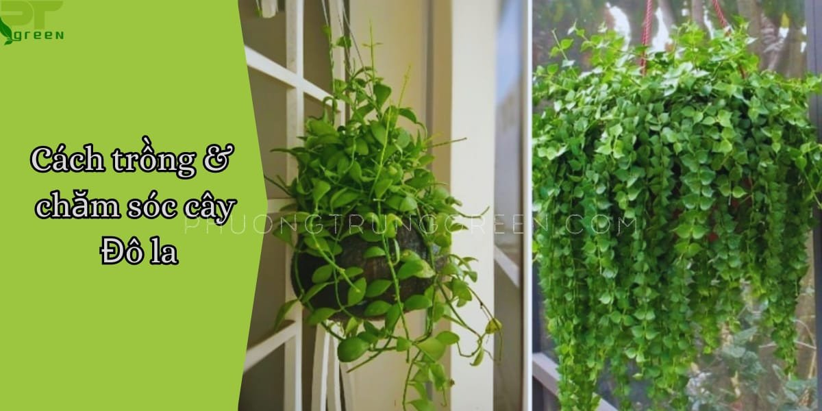 Chăm sóc cây đô la đúng cách giúp cây phát triển khỏe mạnh, tăng cường năng lượng tích cực.