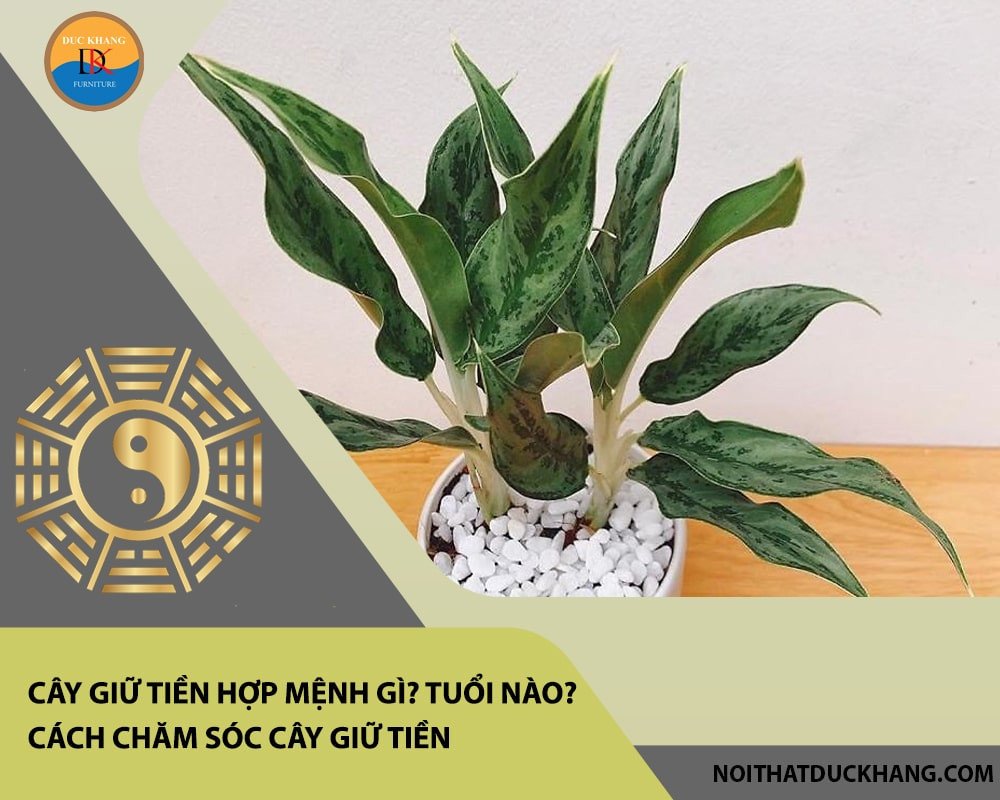 Chăm sóc cây giữ tiền đúng cách để cây luôn xanh tốt, hấp thụ ánh sáng gián tiếp lý tưởng
