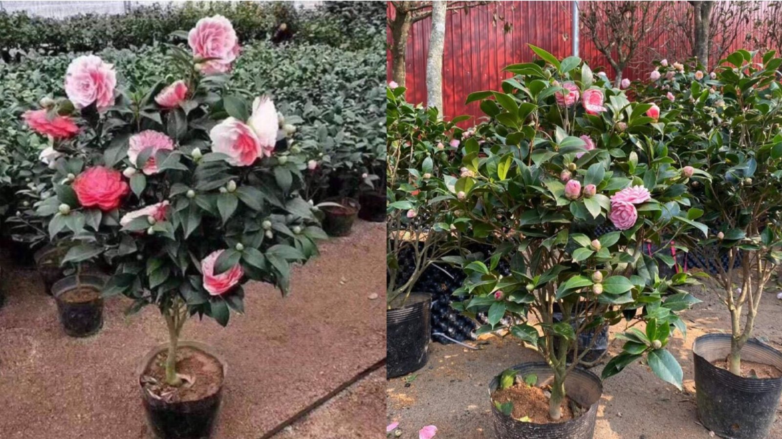 Chăm sóc cây hoa trà đúng cách để hoa nở đẹp quanh năm