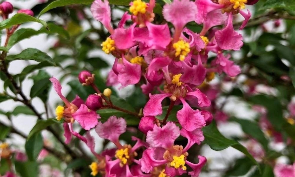 Chăm sóc cây hồng ngọc mai hợp mệnh gì ra hoa Tết