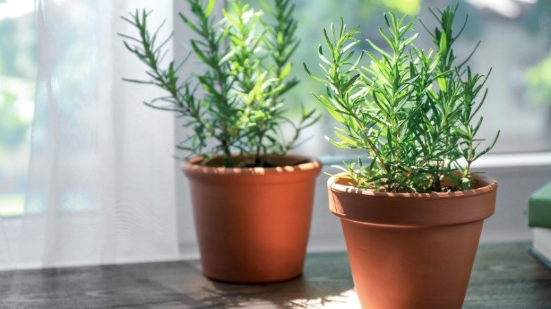 Chăm sóc cây hương thảo xanh tốt dưới ánh nắng mặt trời