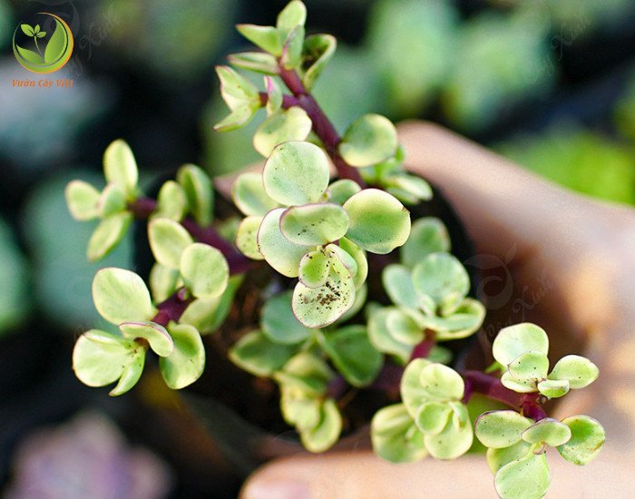 chăm sóc cây sen đá đô la hồng