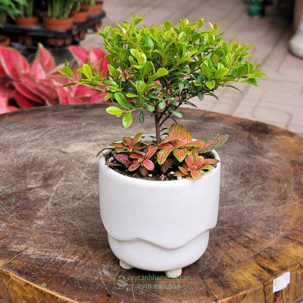 Chăm sóc cây tiểu diệp xích nam đúng cách để tăng cường vượng khí phong thủy