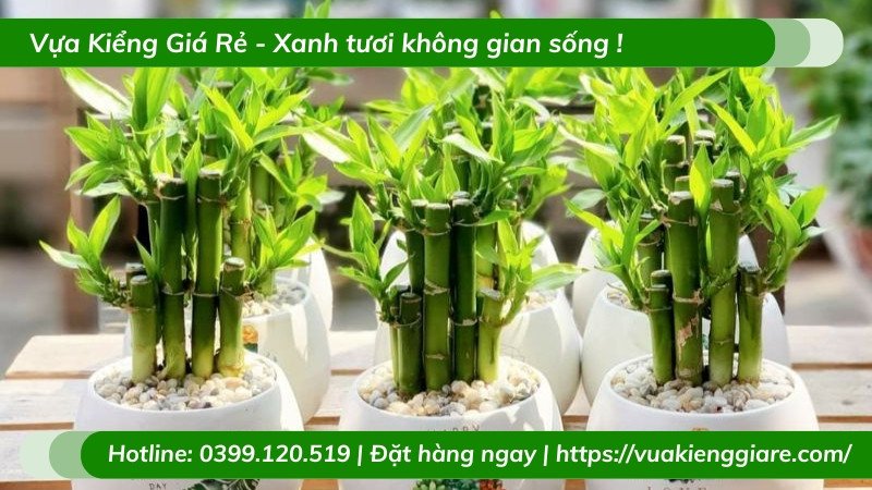Chăm sóc cây trúc phú quý để bàn xanh tốt