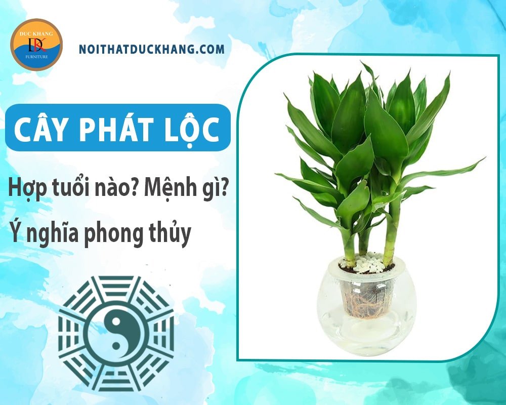 Chăm sóc chậu cây phát lộc thủy sinh để duy trì sự phát triển khỏe mạnh