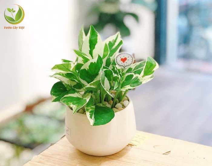 Chăm sóc Trầu Bà Cẩm Thạch