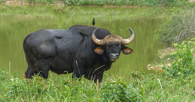 Chân dung nam Đinh Sửu 1997 với tính cách nội tâm, kiên định
