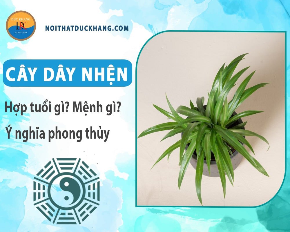 Chậu cây dây nhện đặt trên bàn làm việc, mang lại sự thư thái và không khí trong lành.