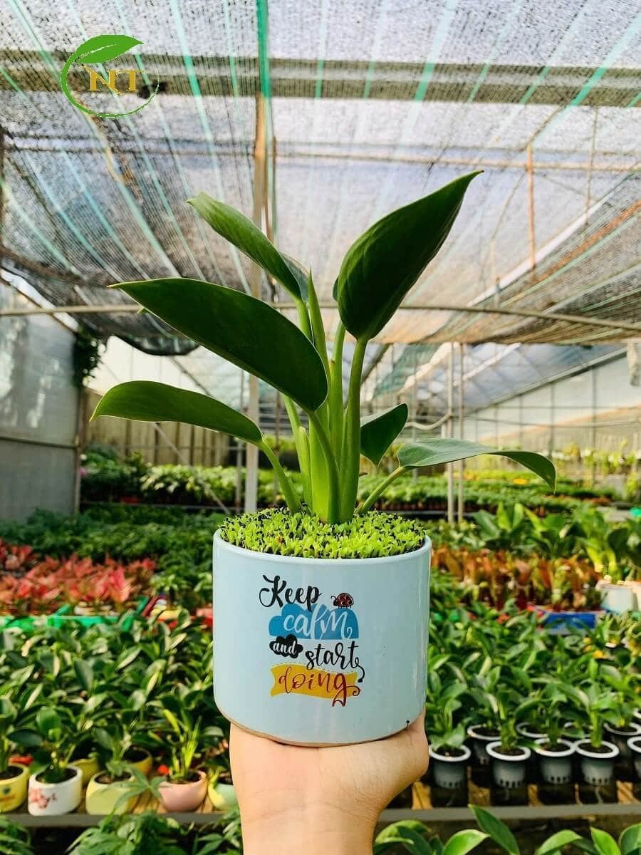 Chậu cây Đế vương xanh trụ cao hoa văn xanh