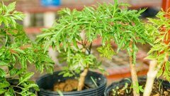 Chậu cây đinh lăng xanh tốt đặt trong nhà