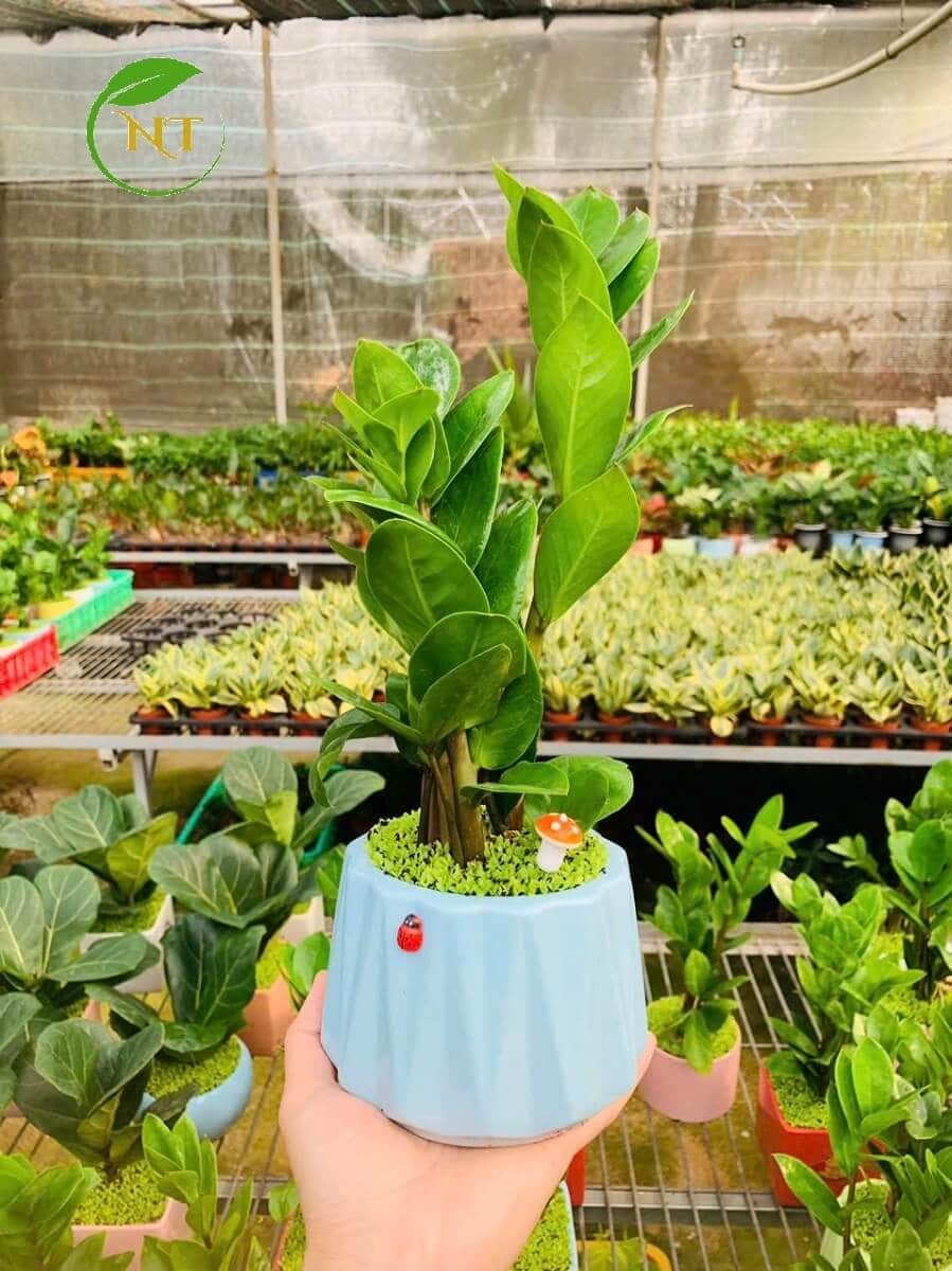 Chậu cây Kim tiền trụ kim cương nền cỏ xanh dương