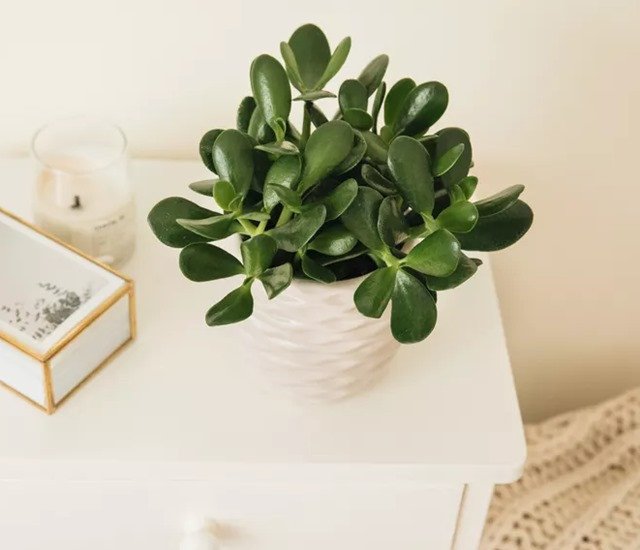 Chậu cây ngọc bích nhỏ xinh đặt trên bàn làm việc, mang lại may mắn