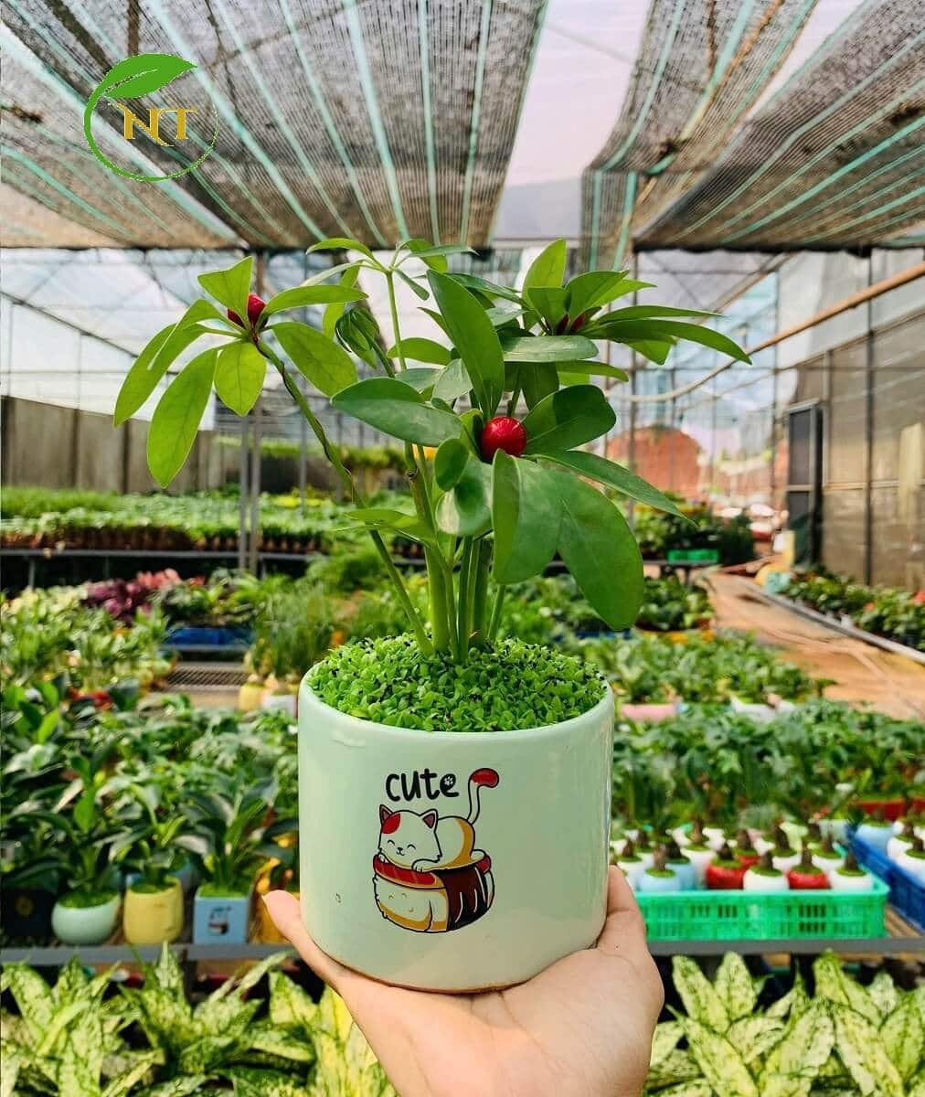 Chậu cây Ngũ gia bì trụ cao hoa văn xanh lá