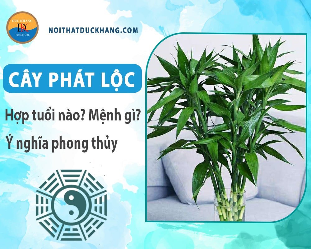 Chậu cây phát lộc cảnh nhỏ đặt trong nhà, mang lại không gian tươi mới, thanh lọc không khí hiệu quả.
