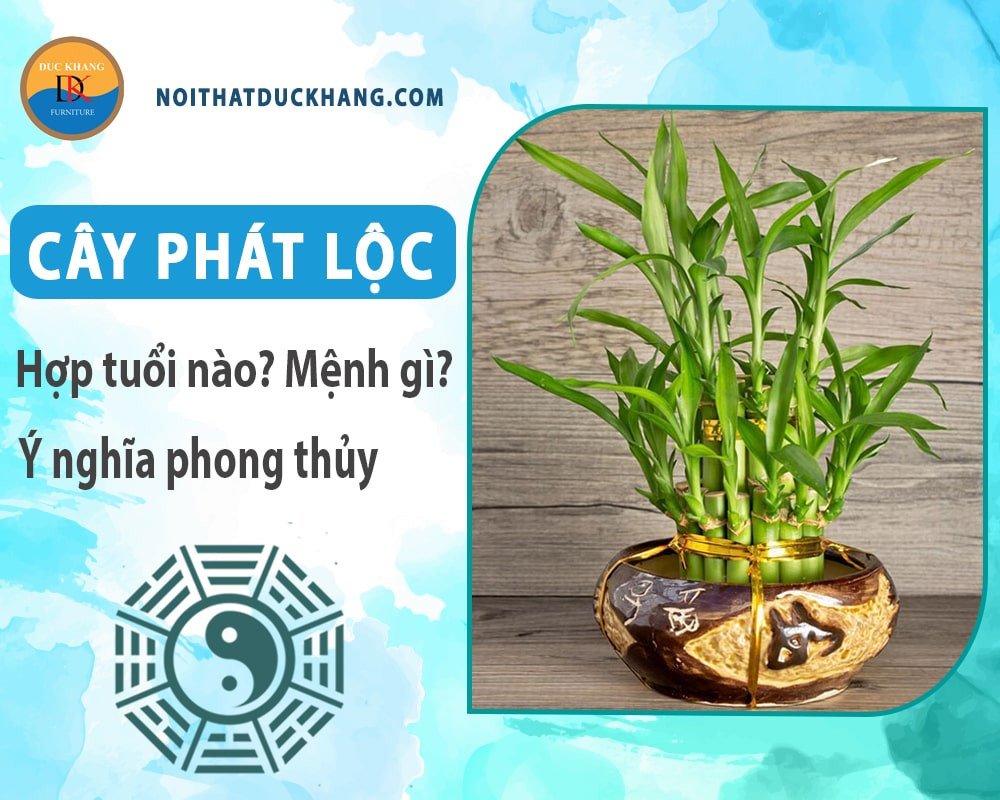 Chậu cây phát lộc thủy sinh với những cành vươn thẳng đứng, hợp mệnh Mộc