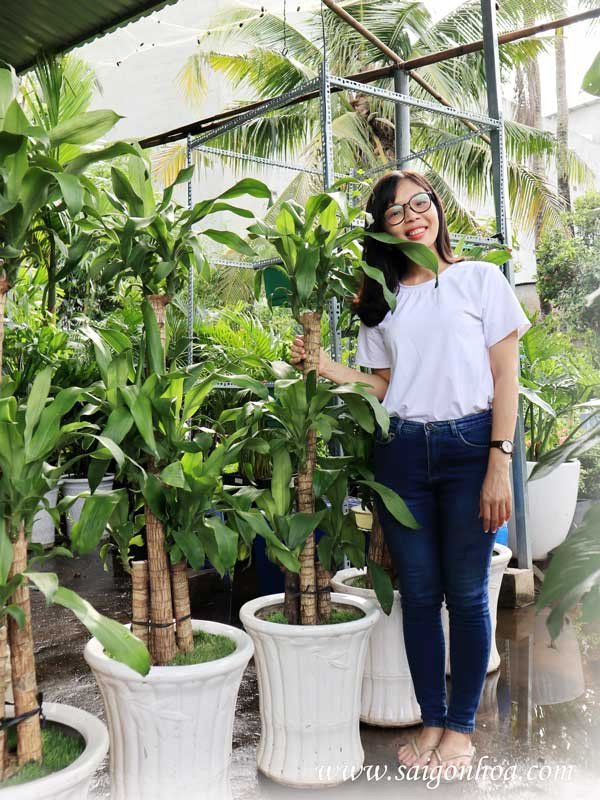 Chậu cây phát tài khúc lớn trang trí không gian