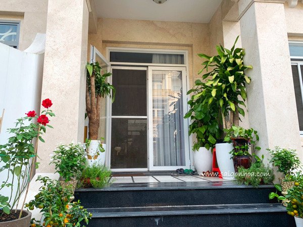 Chậu cây phát tài xanh tươi trang trí nội thất