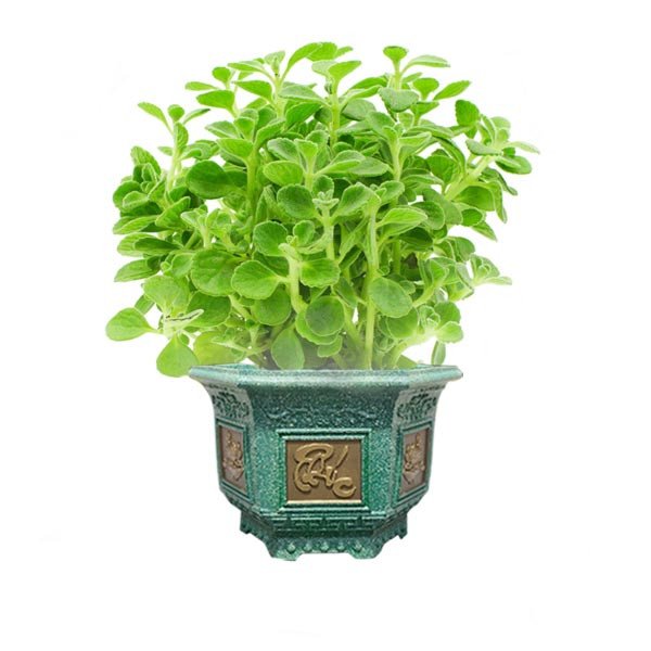 chậu cây sen thơm