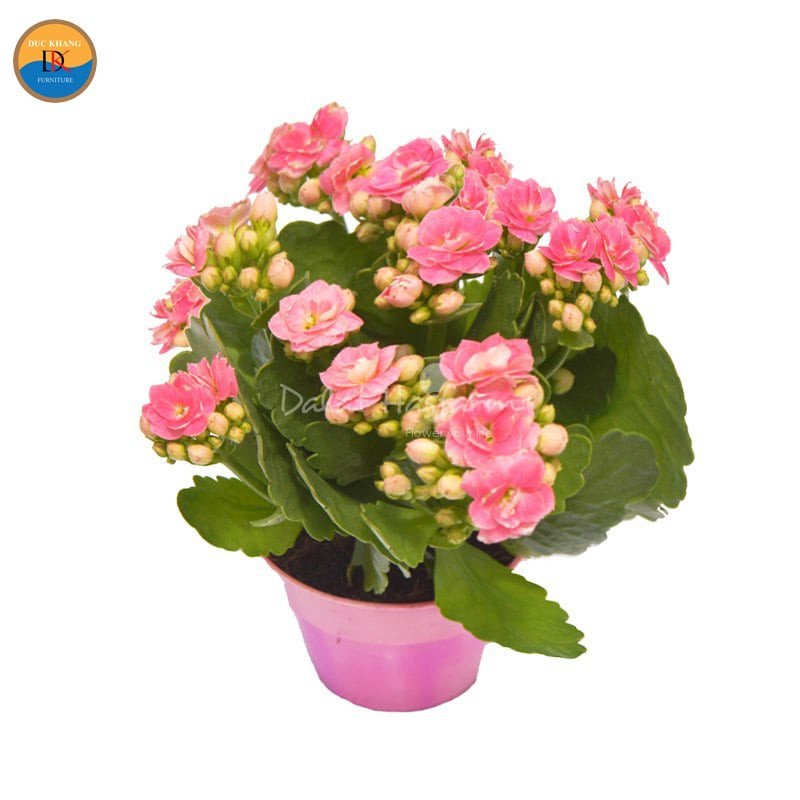 Chậu cây sống đời trang trí nhỏ xinh, mang lại năng lượng tích cực cho người trồng khi chọn đúng cây sống đời hợp mệnh gì.