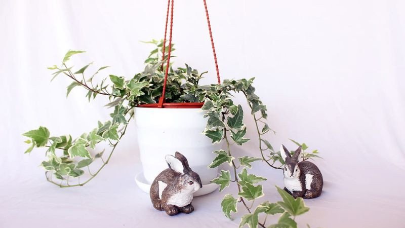 Chậu cây thường xuân để bàn tinh tế